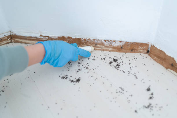 Best Termite Control Services  in Hudson, PA